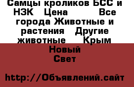 Самцы кроликов БСС и НЗК › Цена ­ 400 - Все города Животные и растения » Другие животные   . Крым,Новый Свет